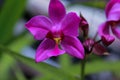 Beautiful Purple Orchid Flower Enchanting Royalty Free Stock Photo