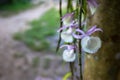Beautiful purple orchid flower in the garden Royalty Free Stock Photo