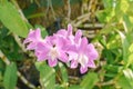 Beautiful purple orchid flower in the garden, Thailand. Selective focus Royalty Free Stock Photo