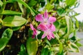 Beautiful purple orchid flower in the garden, Thailand. Selective focus Royalty Free Stock Photo