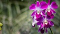 Beautiful purple orchid flower in garden at winter or spring day for postcard beauty and agriculture idea concept design Royalty Free Stock Photo