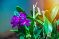 Beautiful purple orchid flower with green leaves on a blurred natural background with sunlight. beautiful romantic floral Royalty Free Stock Photo