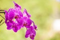 Beautiful purple orchid flower on the light green backround