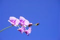 Beautiful purple orchid flower over blue sky background with cop Royalty Free Stock Photo