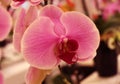 Beautiful purple orchid flower Royalty Free Stock Photo