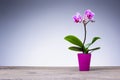 Beautiful purple orchid in flower pot. Royalty Free Stock Photo