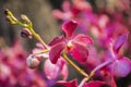 Beautiful Purple orchid flower tree Royalty Free Stock Photo