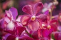 Beautiful Purple orchid flower tree