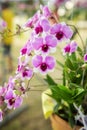 Beautiful Purple orchid flower tree Royalty Free Stock Photo