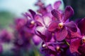 Beautiful Purple orchid flower tree. filter : cold tone effect