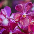 Beautiful Purple orchid flower tree Royalty Free Stock Photo