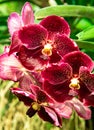 Beautiful Purple orchid flower tree in garden Royalty Free Stock Photo