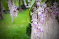 Beautiful Purple orchid flower tree Royalty Free Stock Photo