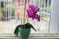Beautiful purple orchid flower on a windowsill