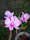 beautiful purple orchid flowers blooming in the garden Royalty Free Stock Photo
