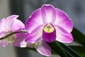 Beautiful purple Orchid flowers on a blurred dark background. Phalaenopsis orchid close up Royalty Free Stock Photo