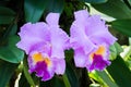 Beautiful purple orchid flowers with green leaves on a branch in a garden Royalty Free Stock Photo