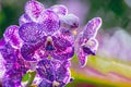 Beautiful purple orchid flowers on a branch in a garden of orchids close up Royalty Free Stock Photo