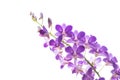 Beautiful purple orchid flowers branch isolated on white Royalty Free Stock Photo