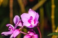 Beautiful purple orchid flowers bunch blooming closeup