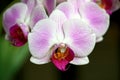 Beautiful purple orchid flowers on dark background Royalty Free Stock Photo