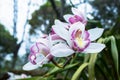 Beautiful purple orchid flowers closeup. dendrobium orchid Royalty Free Stock Photo