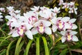 Beautiful purple orchid flowers closeup. dendrobium orchid Royalty Free Stock Photo