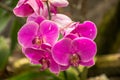 Beautiful purple orchid flowers in the garden Royalty Free Stock Photo