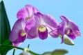 Beautiful purple Orchid flowers on a light blue background. Royalty Free Stock Photo