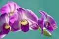 Beautiful purple Orchid flowers on a turquoise background. Phalaenopsis orchid close up Royalty Free Stock Photo