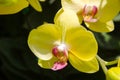 Beautiful purple orchid - phalaenopsis