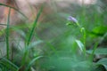 Beautiful purple orchid red helleborine (Cephalanthera rubra)