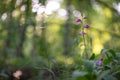 Beautiful purple orchid red helleborine (Cephalanthera rubra)