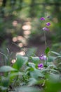 Beautiful purple orchid red helleborine (Cephalanthera rubra)