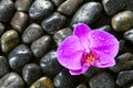 Beautiful purple orchid, rocks and water droplets.