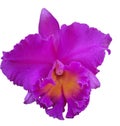 Beautiful purple orchid,Thai Beautiful purple orchid