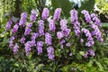 Beautiful purple orchid in tropical garden, nature background