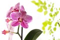 Beautiful purple orchid on white background with green rose leaves