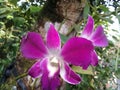 Beautiful purple orchids bloom in a garden