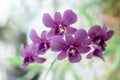 Beautiful purple orchids blooming on garden with green and white blurry background. Selective focus Royalty Free Stock Photo