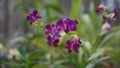 Beautiful purple orchids dendrobium in full bloom in farm