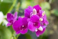 Beautiful purple orchids flower in garden