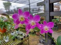 Purple orchids flowers (Scientific name : Dendrobium bigibbum). Royalty Free Stock Photo