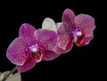 Beautiful purple orchids isolated on black backgrond Royalty Free Stock Photo