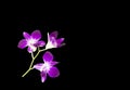 Beautiful purple orchids isolated on black background