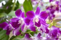purple orchid blooming in garden Bangkok Thailand Royalty Free Stock Photo