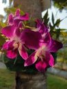 Beautiful purple orchids under the evening light