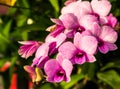 Beautiful purple orcid Royalty Free Stock Photo