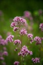 Beautiful purple oregano flowers blooming in the meadow.