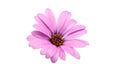 beautiful purple osteospermum or african daisy pink flower